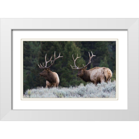 Mature Elk Bulls sizing one another up White Modern Wood Framed Art Print with Double Matting by Archer, Ken