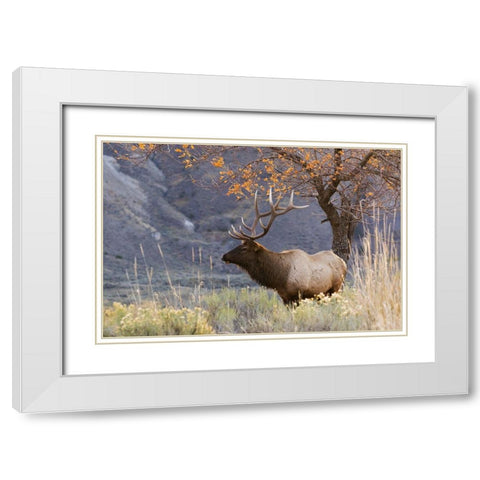 Rocky Mountain Bull Elk-Autumn Morning White Modern Wood Framed Art Print with Double Matting by Archer, Ken