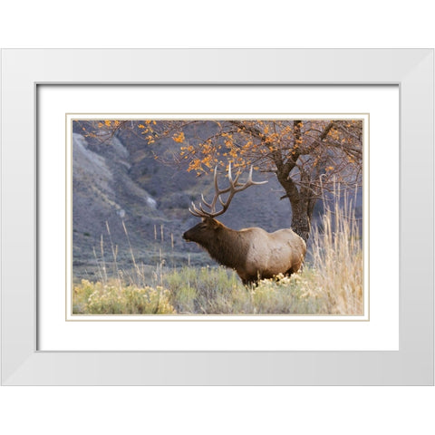 Rocky Mountain Bull Elk-Autumn Morning White Modern Wood Framed Art Print with Double Matting by Archer, Ken