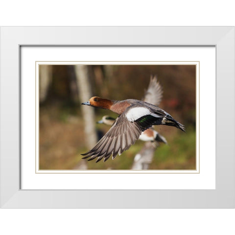 Eurasian Wigeon taking Flight White Modern Wood Framed Art Print with Double Matting by Archer, Ken