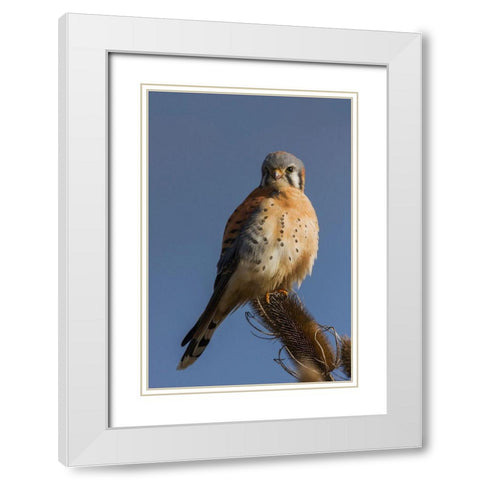 American Kestrel (male) White Modern Wood Framed Art Print with Double Matting by Archer, Ken