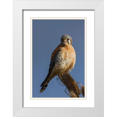 American Kestrel (male) White Modern Wood Framed Art Print with Double Matting by Archer, Ken