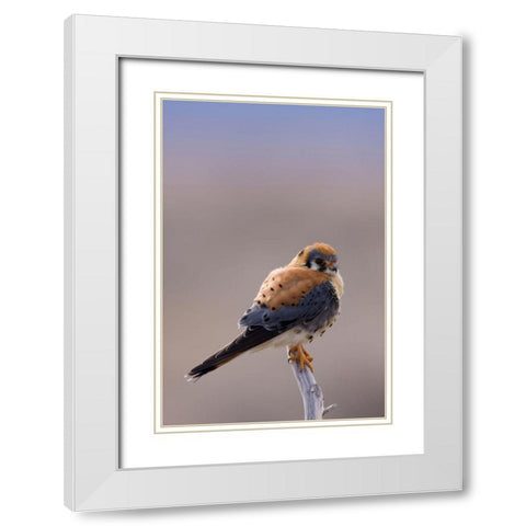 American Kestrel White Modern Wood Framed Art Print with Double Matting by Archer, Ken