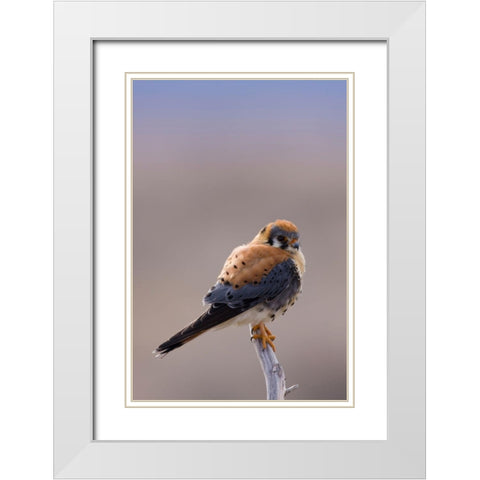 American Kestrel White Modern Wood Framed Art Print with Double Matting by Archer, Ken