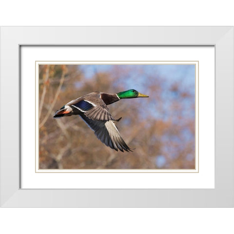 Autumn Mallard White Modern Wood Framed Art Print with Double Matting by Archer, Ken