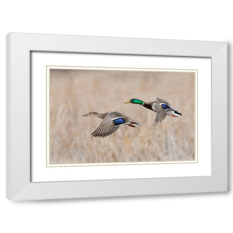 Mallard Duck Pair flying White Modern Wood Framed Art Print with Double Matting by Archer, Ken