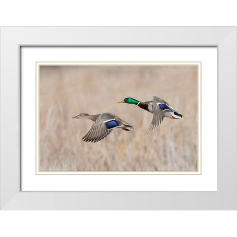 Mallard Duck Pair flying White Modern Wood Framed Art Print with Double Matting by Archer, Ken