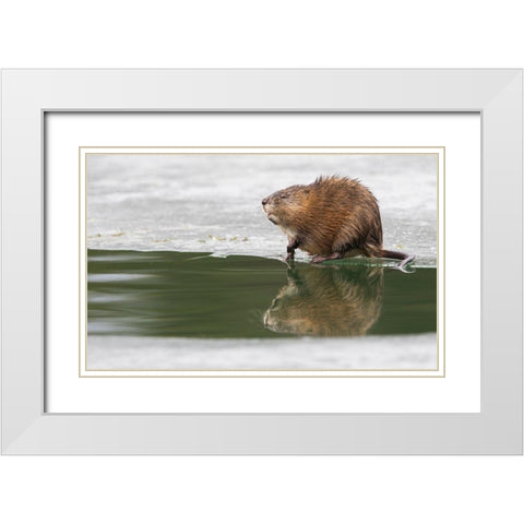 Muskrat-winter foraging from an opening in the ice White Modern Wood Framed Art Print with Double Matting by Archer, Ken