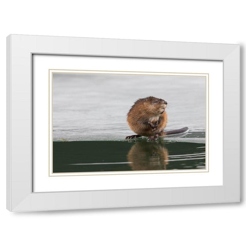 Muskrat-winter foraging White Modern Wood Framed Art Print with Double Matting by Archer, Ken