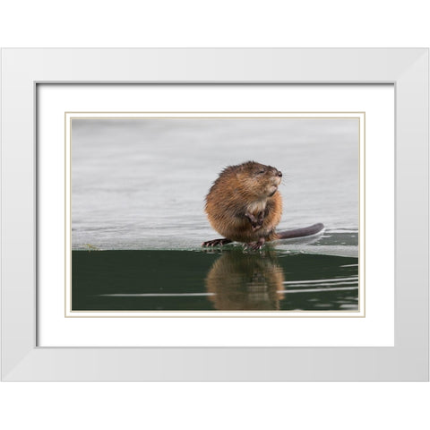 Muskrat-winter foraging White Modern Wood Framed Art Print with Double Matting by Archer, Ken