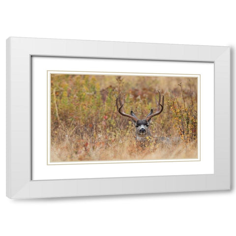 Mule Deer Buck-autumn sprinkle White Modern Wood Framed Art Print with Double Matting by Archer, Ken