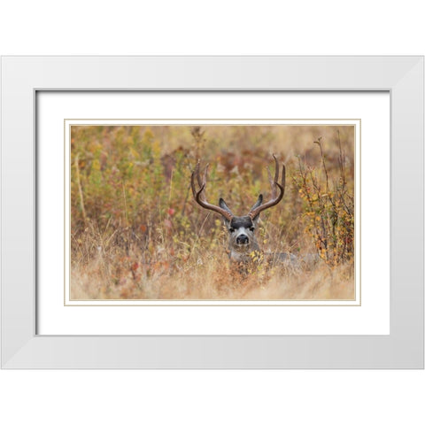 Mule Deer Buck-autumn sprinkle White Modern Wood Framed Art Print with Double Matting by Archer, Ken