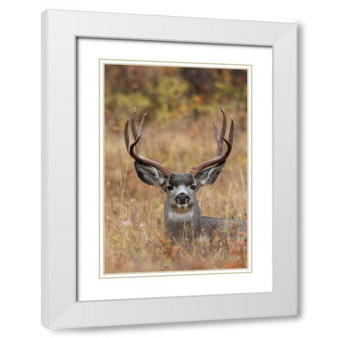 Mule Deer Buck White Modern Wood Framed Art Print with Double Matting by Archer, Ken