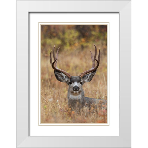 Mule Deer Buck White Modern Wood Framed Art Print with Double Matting by Archer, Ken