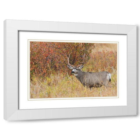 Mule Deer Buck White Modern Wood Framed Art Print with Double Matting by Archer, Ken