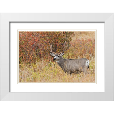 Mule Deer Buck White Modern Wood Framed Art Print with Double Matting by Archer, Ken