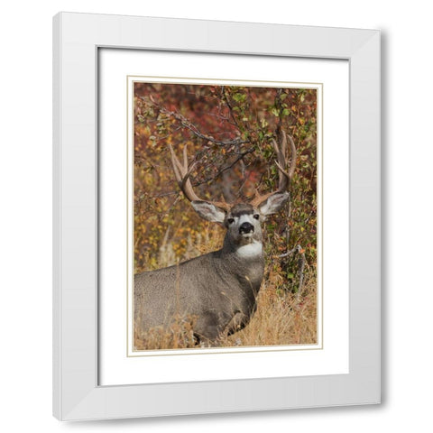 Alert Mule Deer Buck White Modern Wood Framed Art Print with Double Matting by Archer, Ken