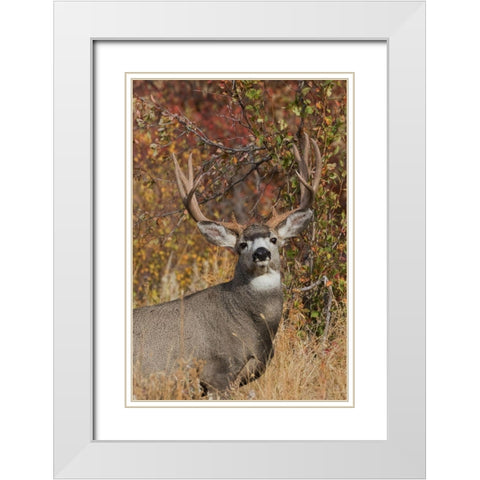 Alert Mule Deer Buck White Modern Wood Framed Art Print with Double Matting by Archer, Ken