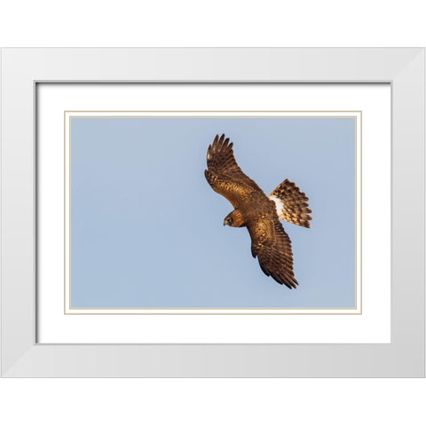 Northern Harrier-hunting White Modern Wood Framed Art Print with Double Matting by Archer, Ken