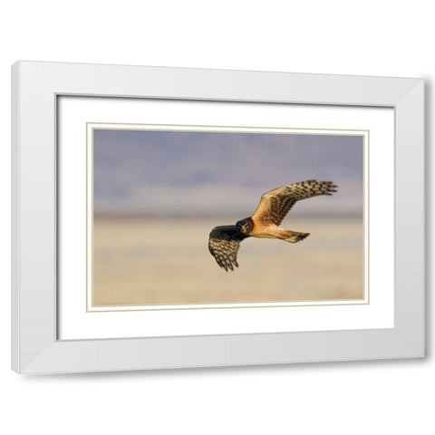 Northern Harrier Hawk (immature) White Modern Wood Framed Art Print with Double Matting by Archer, Ken