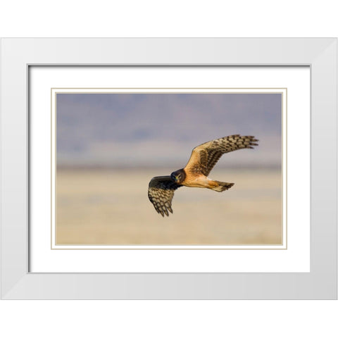 Northern Harrier Hawk (immature) White Modern Wood Framed Art Print with Double Matting by Archer, Ken