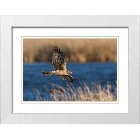 Northern Harrier Hunting White Modern Wood Framed Art Print with Double Matting by Archer, Ken