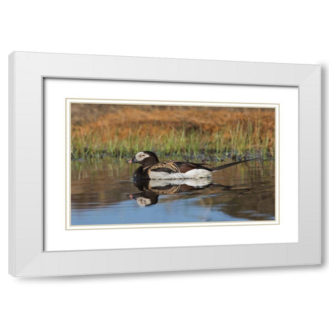 Long-tailed Duck-drake in arctic tundra pond White Modern Wood Framed Art Print with Double Matting by Archer, Ken