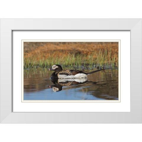 Long-tailed Duck-drake in arctic tundra pond White Modern Wood Framed Art Print with Double Matting by Archer, Ken