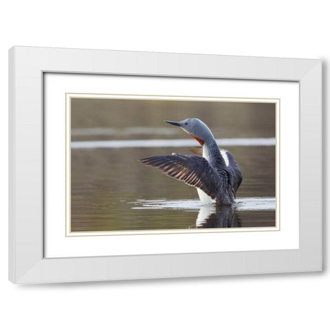 Red-throated Loon Drying Wings White Modern Wood Framed Art Print with Double Matting by Archer, Ken