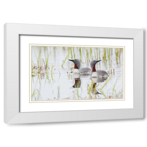 Red-throated Loon Pair White Modern Wood Framed Art Print with Double Matting by Archer, Ken