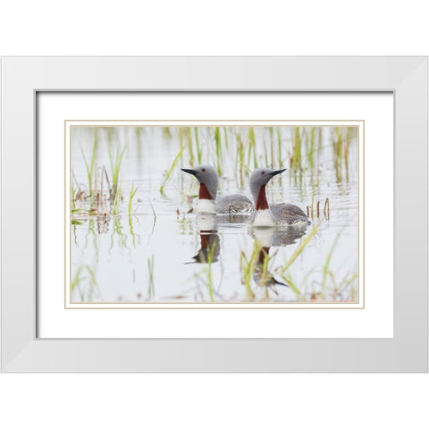 Red-throated Loon Pair White Modern Wood Framed Art Print with Double Matting by Archer, Ken