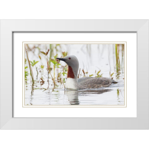 Red-throated Loon White Modern Wood Framed Art Print with Double Matting by Archer, Ken