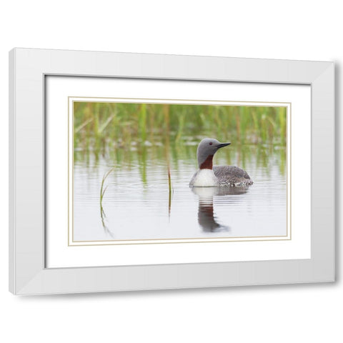 Red-throated Loon White Modern Wood Framed Art Print with Double Matting by Archer, Ken