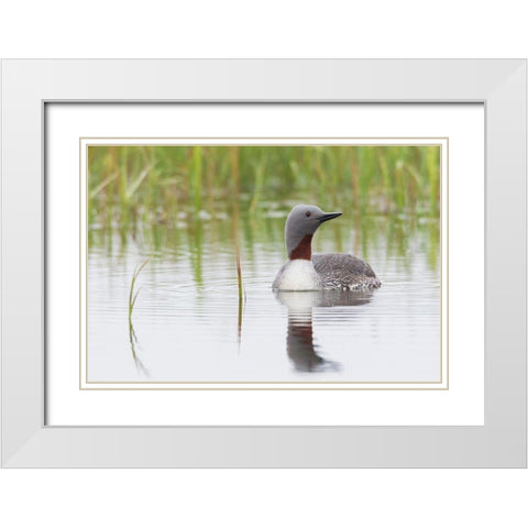 Red-throated Loon White Modern Wood Framed Art Print with Double Matting by Archer, Ken