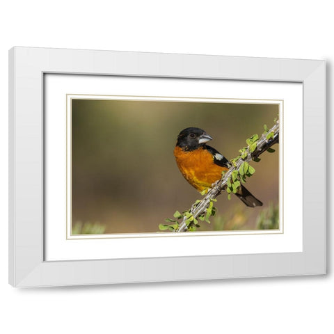 Black-headed grosbeak White Modern Wood Framed Art Print with Double Matting by Archer, Ken