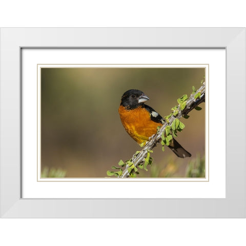 Black-headed grosbeak White Modern Wood Framed Art Print with Double Matting by Archer, Ken
