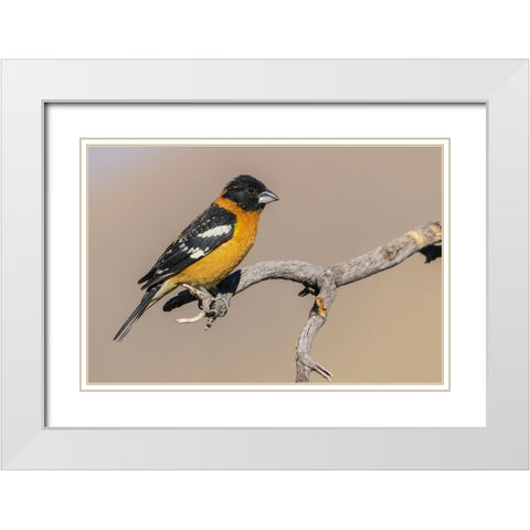 Black-headed grosbeak White Modern Wood Framed Art Print with Double Matting by Archer, Ken