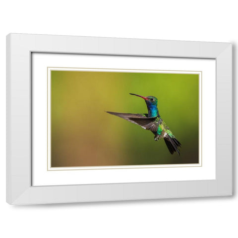 Male broad-billed hummingbird White Modern Wood Framed Art Print with Double Matting by Archer, Ken