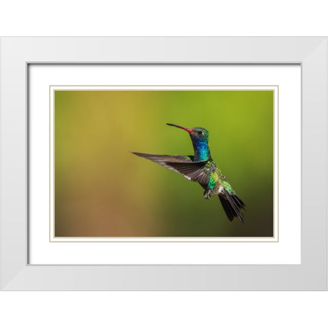 Male broad-billed hummingbird White Modern Wood Framed Art Print with Double Matting by Archer, Ken