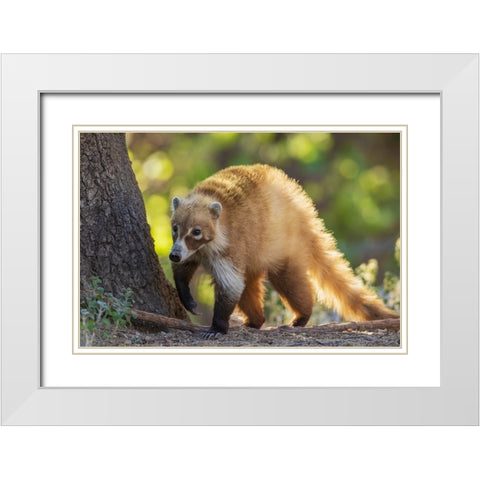 Coatimundi White Modern Wood Framed Art Print with Double Matting by Archer, Ken