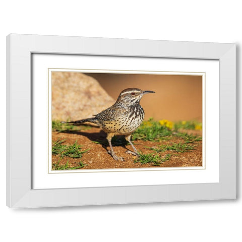 Cactus wren White Modern Wood Framed Art Print with Double Matting by Archer, Ken