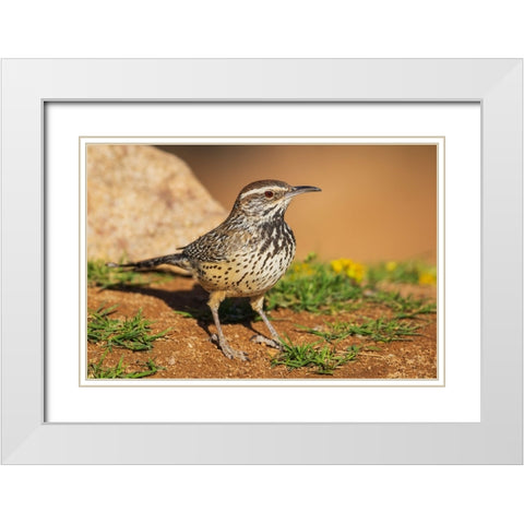 Cactus wren White Modern Wood Framed Art Print with Double Matting by Archer, Ken