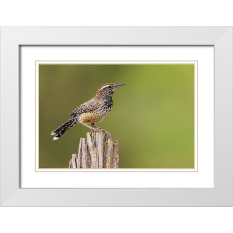 Cactus wren White Modern Wood Framed Art Print with Double Matting by Archer, Ken