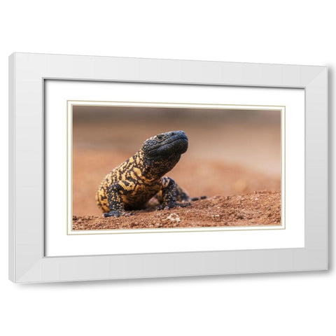 Gila monster White Modern Wood Framed Art Print with Double Matting by Archer, Ken