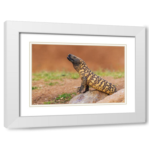 Gila monster drinking water White Modern Wood Framed Art Print with Double Matting by Archer, Ken