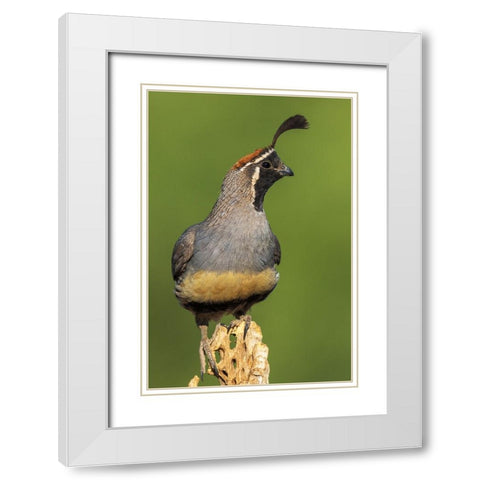 Gambels quail White Modern Wood Framed Art Print with Double Matting by Archer, Ken