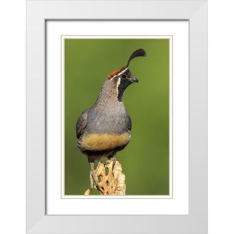 Gambels quail White Modern Wood Framed Art Print with Double Matting by Archer, Ken