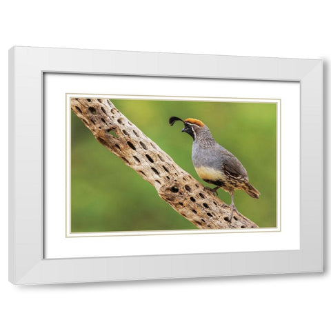 Male Gambels quail White Modern Wood Framed Art Print with Double Matting by Archer, Ken