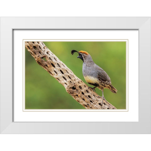 Male Gambels quail White Modern Wood Framed Art Print with Double Matting by Archer, Ken