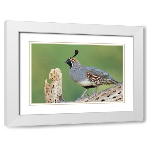 Male Gambels quail White Modern Wood Framed Art Print with Double Matting by Archer, Ken